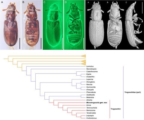 An exquisitely preserved tiny bark-gnawing beetle (Coleoptera: Trogossitidae) from mid-Cretaceous Burmese amber and the phylogeny of Trogossitidae