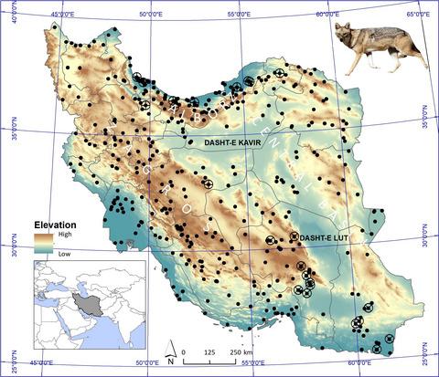 Habitat use and population genetics of golden jackals in Iran: Insights from a generalist species in a highly heterogeneous landscape