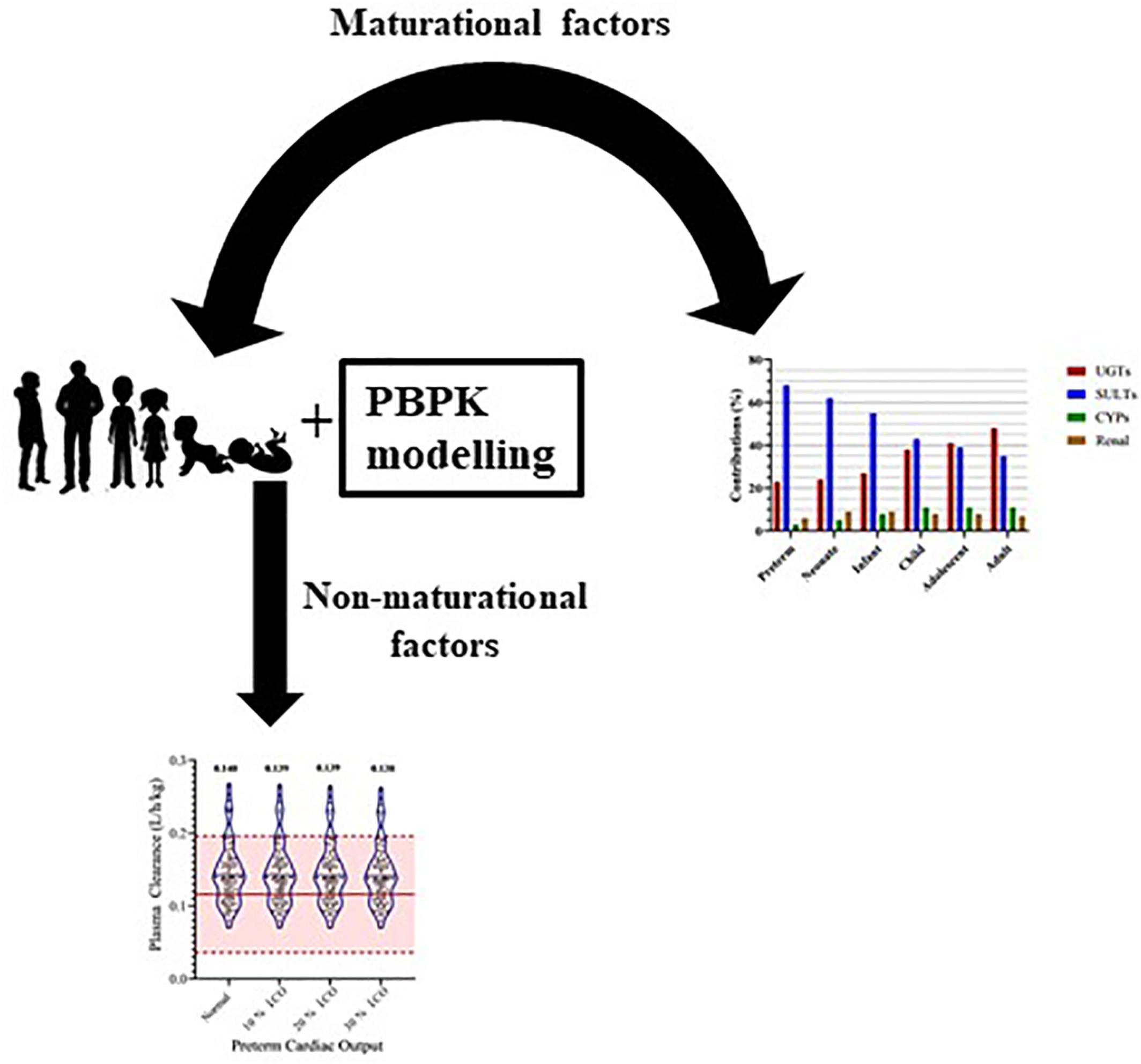 Physiologically based pharmacokinetic modelling of acetaminophen in preterm neonates—The impact of metabolising enzyme ontogeny and reduced cardiac output