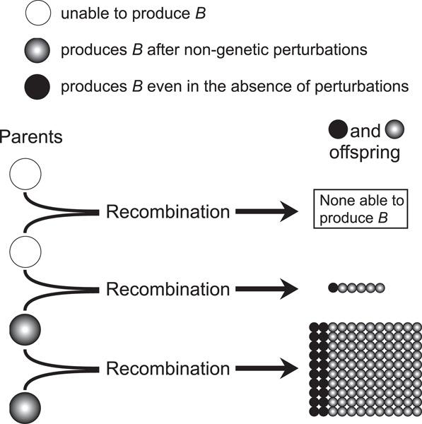 Recombination facilitates genetic assimilation of new traits in gene regulatory networks