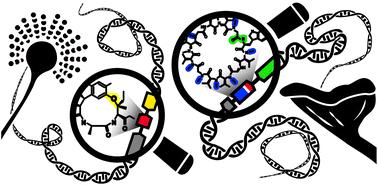 Out for a RiPP: challenges and advances in genome mining of ribosomal peptides from fungi