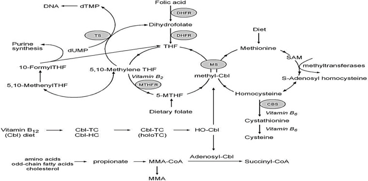 The Relationship Between Folate, Vitamin B12 and Gestational Diabetes Mellitus With Proposed Mechanisms and Foetal Implications.