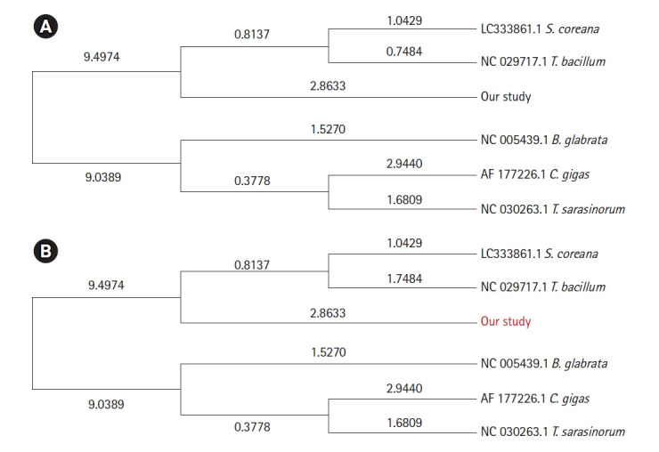 Draft genome of Semisulcospira libertina, a species of freshwater snail.