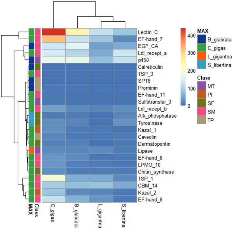 Draft genome of Semisulcospira libertina, a species of freshwater snail.