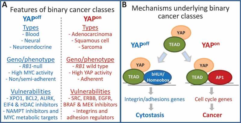 Simplifying cancer: binary pan-cancer superclasses stratified by opposite YAP/TEAD effects.