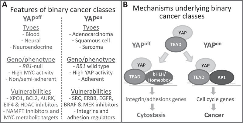 Simplifying cancer: binary pan-cancer superclasses stratified by opposite YAP/TEAD effects.