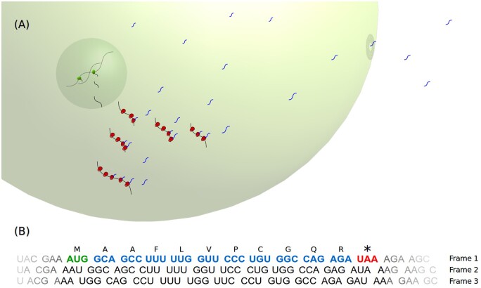 Understanding small ORF diversity through a comprehensive transcription feature classification.