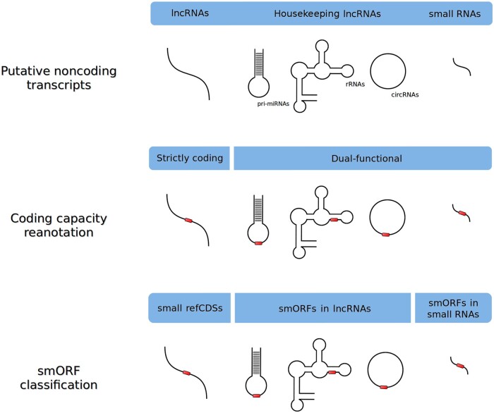 Understanding small ORF diversity through a comprehensive transcription feature classification.
