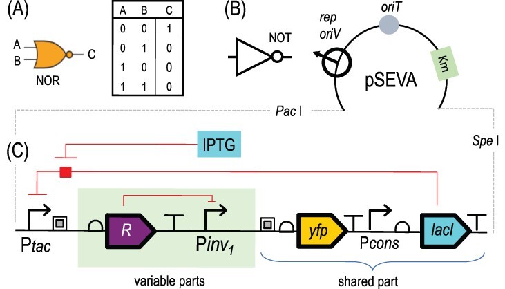 Automated design and implementation of a NOR gate in Pseudomonas putida.