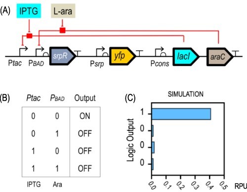 Automated design and implementation of a NOR gate in Pseudomonas putida.