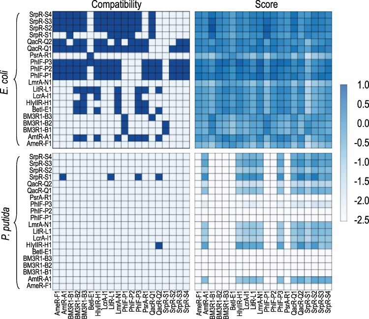 Automated design and implementation of a NOR gate in Pseudomonas putida.