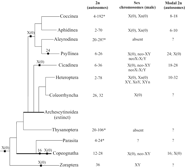 Comparative analysis of chromosome numbers and sex chromosome systems in Paraneoptera (Insecta).