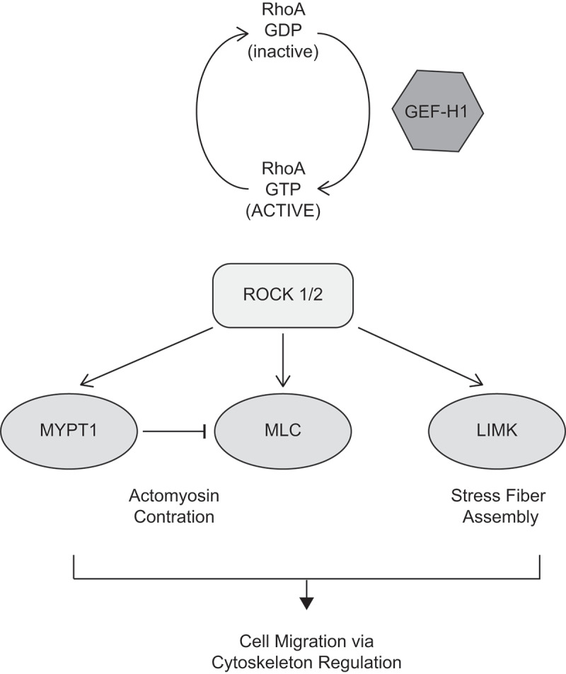 Regulation and functions of the RhoA regulatory guanine nucleotide exchange factor GEF-H1.