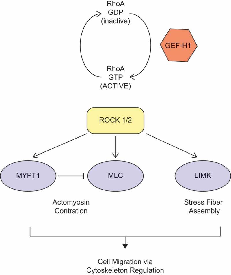 Regulation and functions of the RhoA regulatory guanine nucleotide exchange factor GEF-H1.