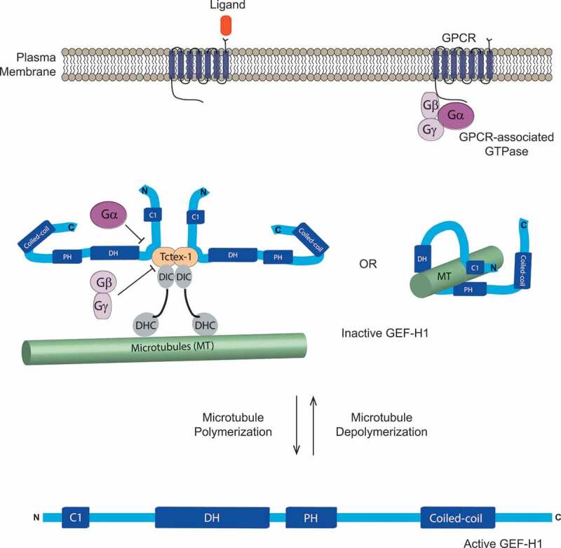 Regulation and functions of the RhoA regulatory guanine nucleotide exchange factor GEF-H1.