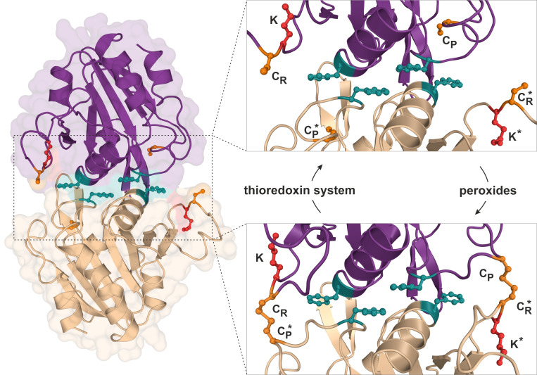 Urm1, not quite a ubiquitin-like modifier?