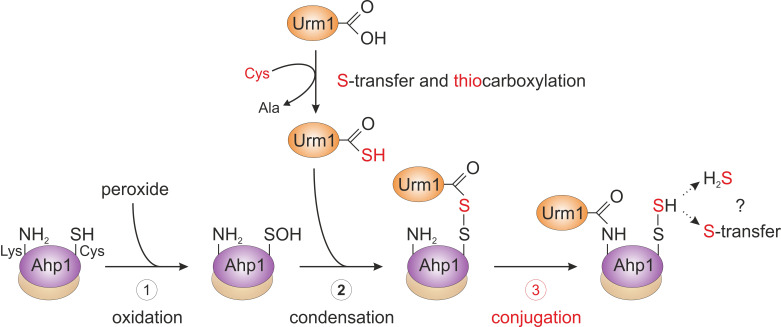 Urm1, not quite a ubiquitin-like modifier?