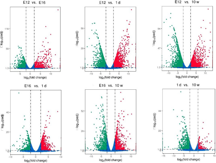 Transcriptomic profile of leg muscle during early growth and development in Haiyang yellow chicken.