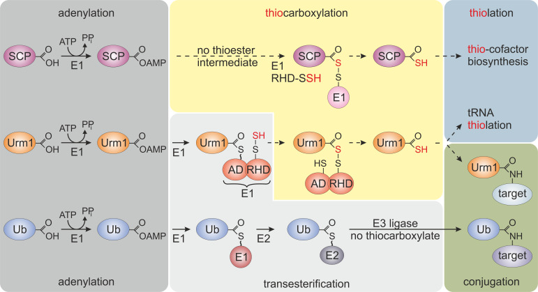 Urm1, not quite a ubiquitin-like modifier?