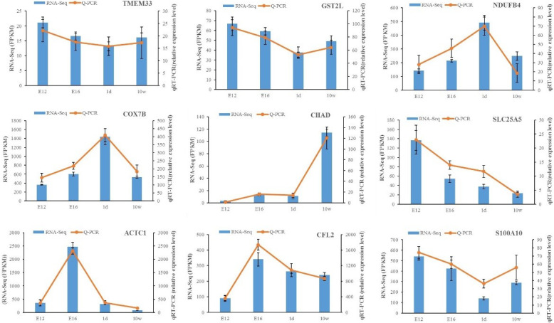 Transcriptomic profile of leg muscle during early growth and development in Haiyang yellow chicken.