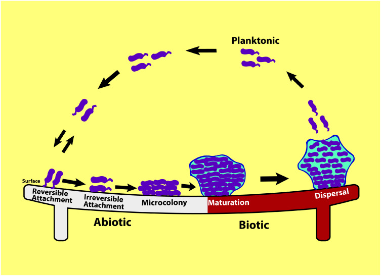 Bacterial Biofilm Destruction: A Focused Review On The Recent Use of Phage-Based Strategies With Other Antibiofilm Agents.