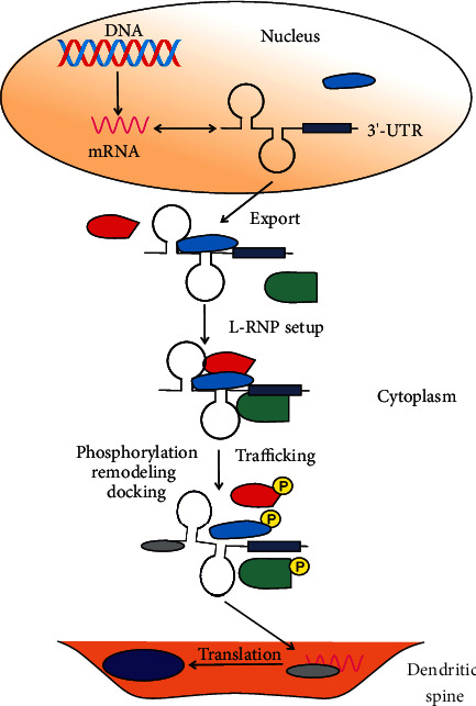 mRNA Trafficking in the Nervous System: A Key Mechanism of the Involvement of Activity-Regulated Cytoskeleton-Associated Protein (Arc) in Synaptic Plasticity.