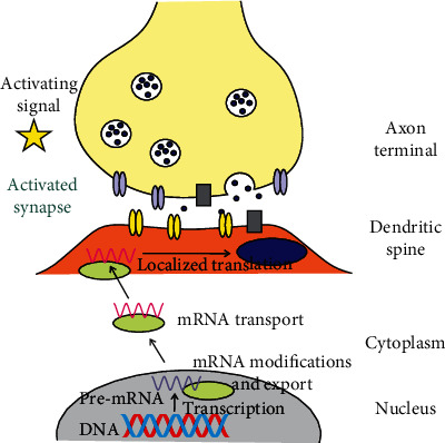 mRNA Trafficking in the Nervous System: A Key Mechanism of the Involvement of Activity-Regulated Cytoskeleton-Associated Protein (Arc) in Synaptic Plasticity.