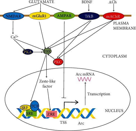 mRNA Trafficking in the Nervous System: A Key Mechanism of the Involvement of Activity-Regulated Cytoskeleton-Associated Protein (Arc) in Synaptic Plasticity.