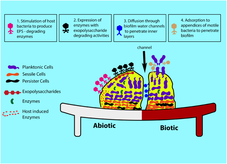 Bacterial Biofilm Destruction: A Focused Review On The Recent Use of Phage-Based Strategies With Other Antibiofilm Agents.