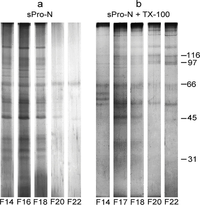 Assembly of tetraspanins, galectin-3, and distinct N-glycans defines the solubilization signature of seminal prostasomes from normozoospermic and oligozoospermic men.