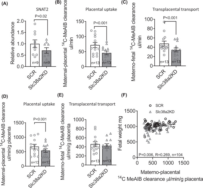 Placenta-specific Slc38a2/SNAT2 knockdown causes fetal growth restriction in mice.