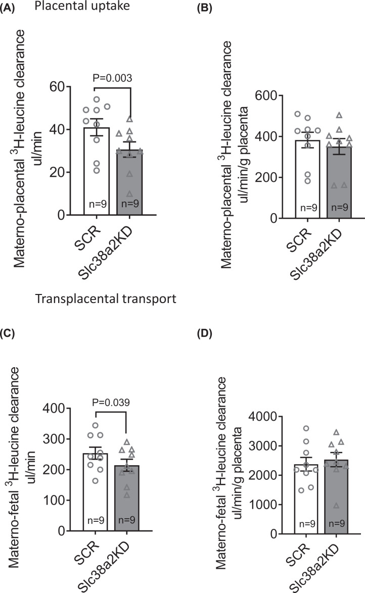 Placenta-specific Slc38a2/SNAT2 knockdown causes fetal growth restriction in mice.