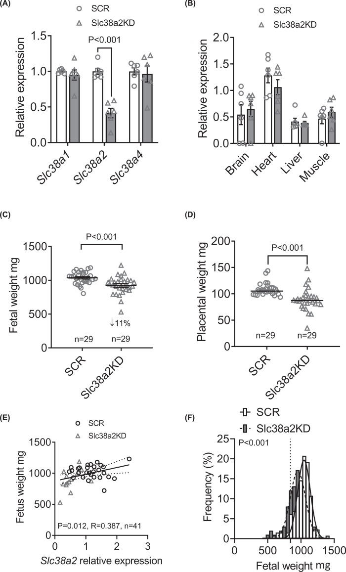 Placenta-specific Slc38a2/SNAT2 knockdown causes fetal growth restriction in mice.