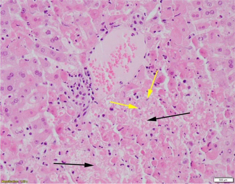 First detected case of rabbit Haemorrhagic disease virus 2 (RHDV2) in the Irish hare (Lepus timidus hibernicus).