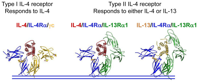 Recent advances in understanding the role of IL-4 signaling.