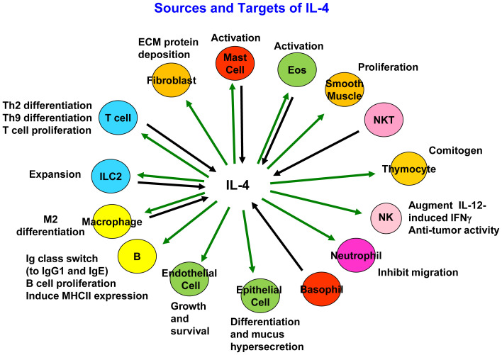 Recent advances in understanding the role of IL-4 signaling.