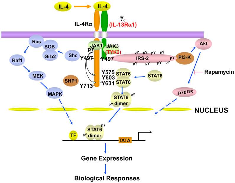 Recent advances in understanding the role of IL-4 signaling.