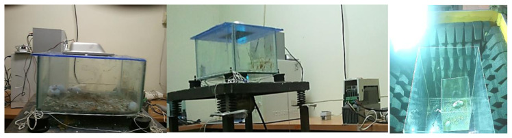 Comparison of mice' sperm parameters exposed to some hazardous physical agents.