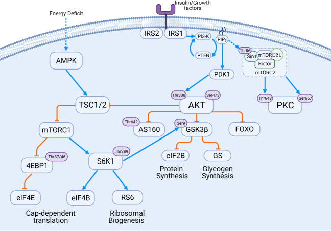 Culprits or consequences: Understanding the metabolic dysregulation of muscle in diabetes.