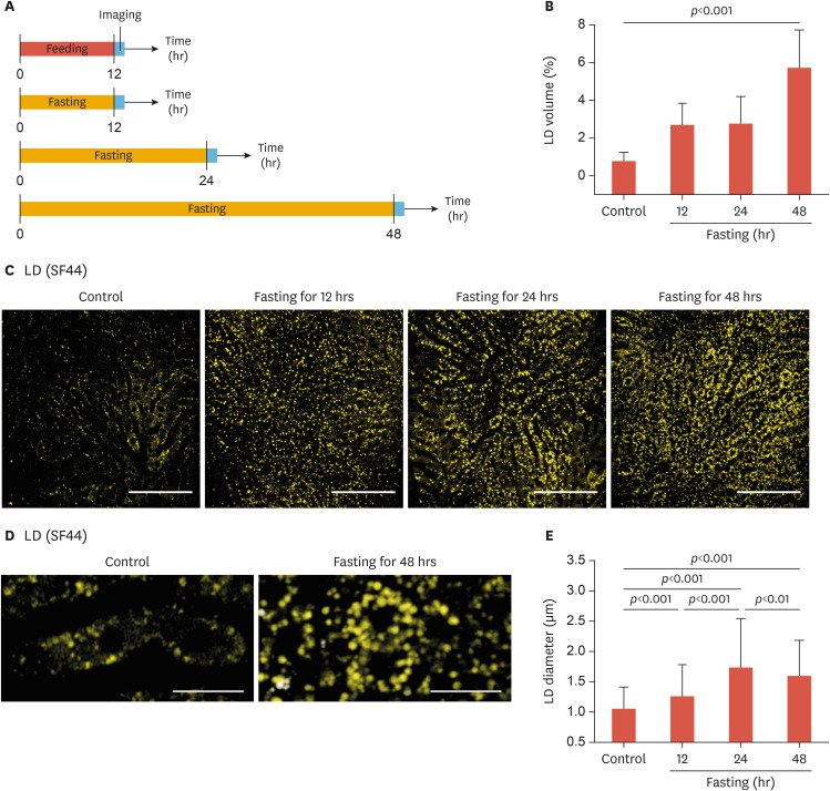 Intravital Two-photon Imaging of Dynamic Alteration of Hepatic Lipid Droplets in Fasted and Refed State.