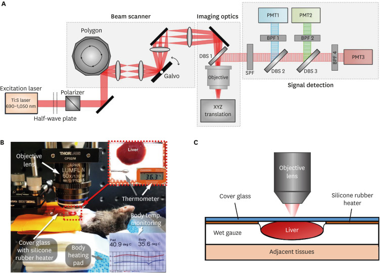 Intravital Two-photon Imaging of Dynamic Alteration of Hepatic Lipid Droplets in Fasted and Refed State.