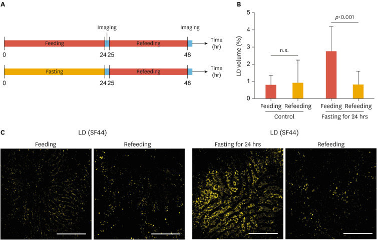 Intravital Two-photon Imaging of Dynamic Alteration of Hepatic Lipid Droplets in Fasted and Refed State.