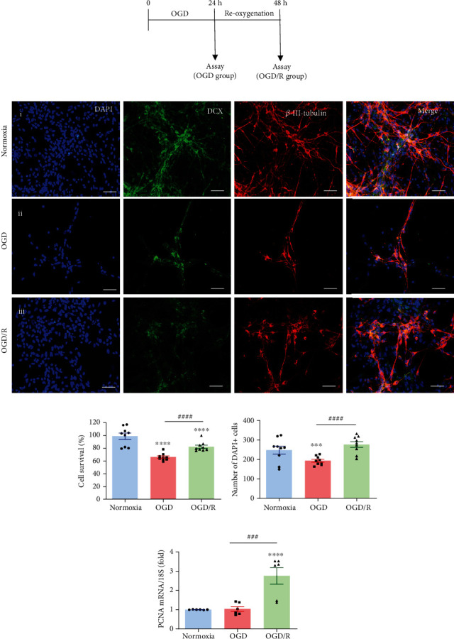 Growth Hormone (GH) Enhances Endogenous Mechanisms of Neuroprotection and Neuroplasticity after Oxygen and Glucose Deprivation Injury (OGD) and Reoxygenation (OGD/R) in Chicken Hippocampal Cell Cultures.