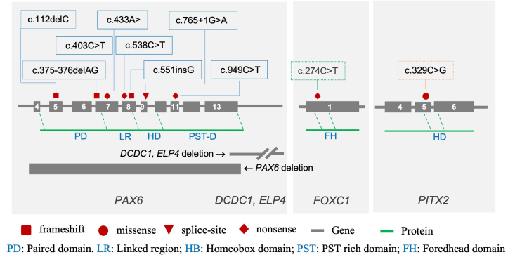 Novel mutations of the <i>PAX6</i>, <i>FOXC1</i>, and <i>PITX2</i> genes cause abnormal development of the iris in Vietnamese individuals.