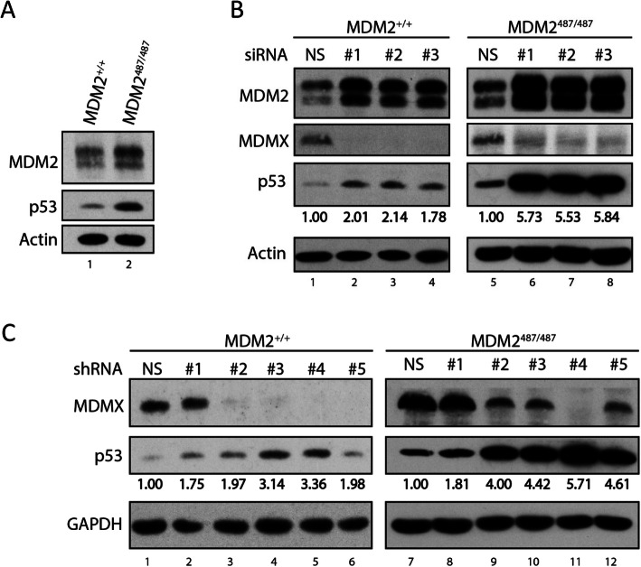 MDMX is essential for the regulation of p53 protein levels in the absence of a functional MDM2 C-terminal tail.