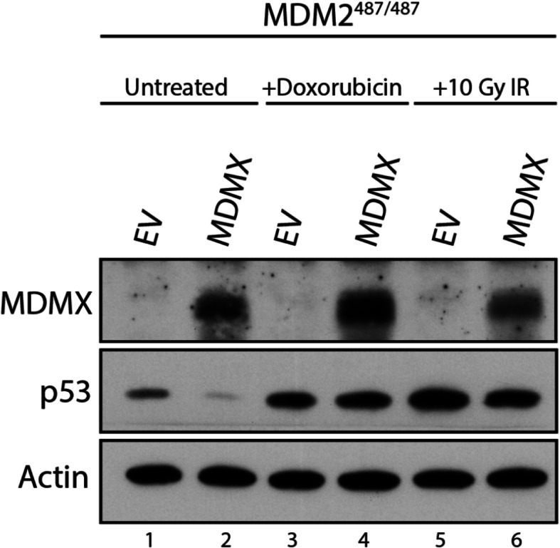 MDMX is essential for the regulation of p53 protein levels in the absence of a functional MDM2 C-terminal tail.