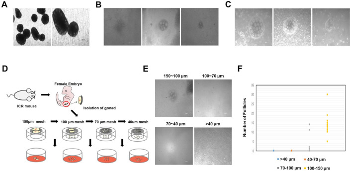 Generation of Miniaturized Ovaries by <i>In Vitro</i> Culture from Mouse Gonads.