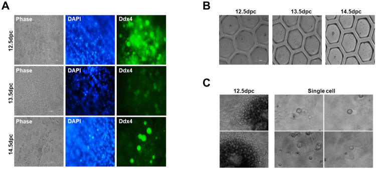 Generation of Miniaturized Ovaries by <i>In Vitro</i> Culture from Mouse Gonads.