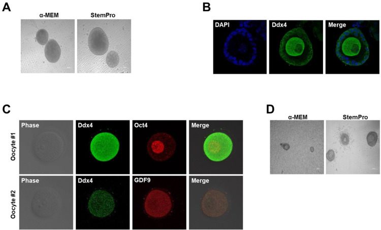 Generation of Miniaturized Ovaries by <i>In Vitro</i> Culture from Mouse Gonads.