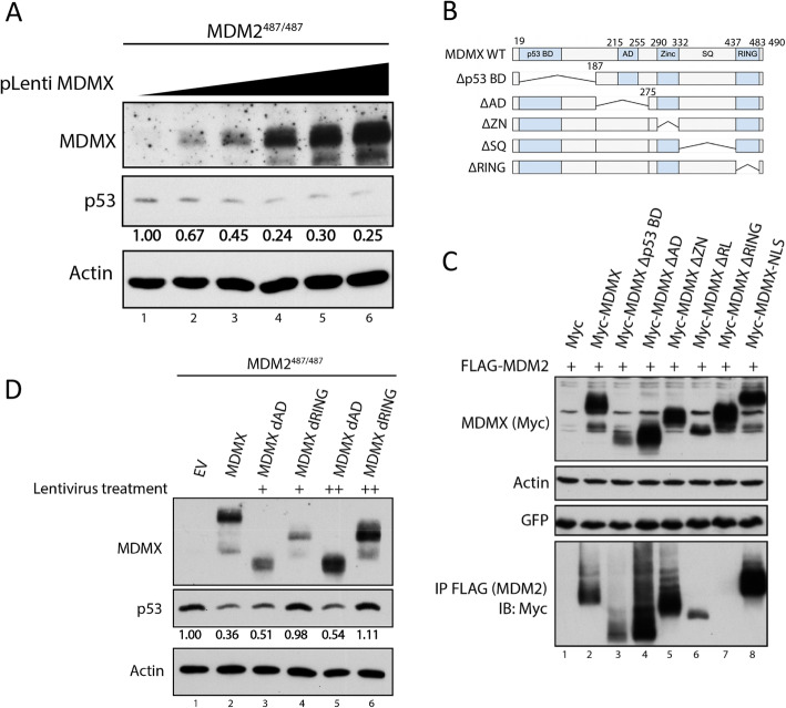 MDMX is essential for the regulation of p53 protein levels in the absence of a functional MDM2 C-terminal tail.